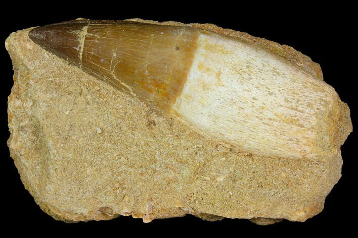 Rooted Mosasaur (Prognathodon) Tooth #114485